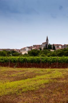 View of vineyard near Valle - Bale little town in Istria. Croatia