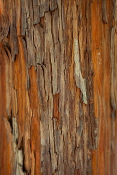 Close up of strawberry tree bark