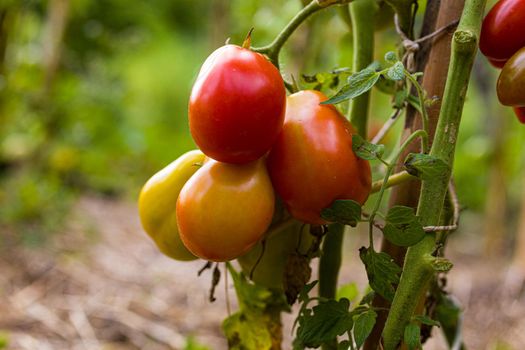 Close up of delicious tomatoes on the plant in vegetable garden. Blurry background