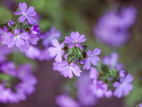 Small purple Erinus alpinus flowers near stone wall. Floral background. High quality photo