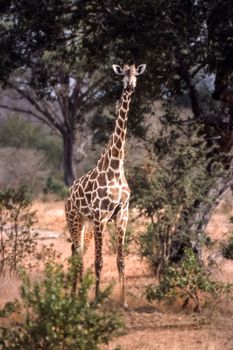 Giraffe (Giraffa camelopardalis), Selous Game Reserve, Morogoro, Tanzania, Africa