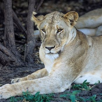 Lion (Panthera leo), Selous Game Reserve, Morogoro, Tanzania, Africa