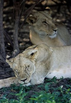 Lion (Panthera leo), Selous Game Reserve, Morogoro, Tanzania, Africa