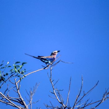 Lilacbreasted Roller (Coracias caudata), Selous Game Reserve, Morogoro, Tanzania, Africa