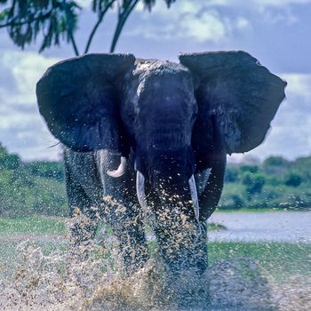 Elephant (Loxodonta africana), Selous Game Reserve, Morogoro, Tanzania, Africa