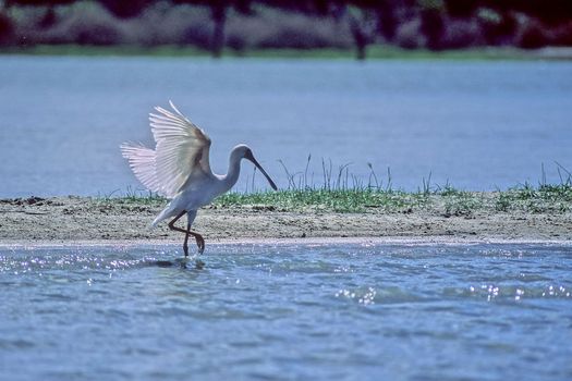African Spoonbill (Platalea alba), Selous Game Reserve, Morogoro, Tanzania, Africa