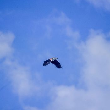 African Fish Eagle (Haliaeetus vocifer), Selous Game Reserve, Morogoro, Tanzania, Africa