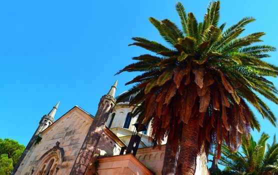 Montenegro, Kotor. City architecture and palm tree view from below.