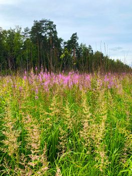 Forest glade and flowers. Photo of a summer forest glade and purple flowers.