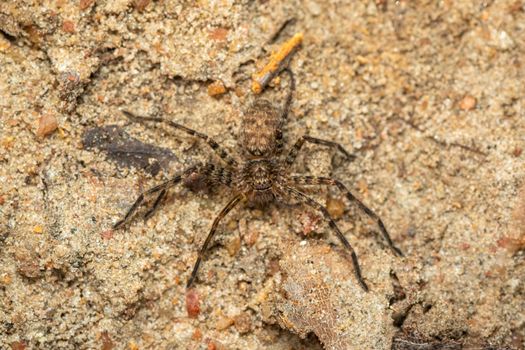 Image of a brown spider on the ground. Insect. Animal.