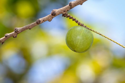 Image of fresh indian gooseberry on the tree. Green fruits that are high in vitamins.