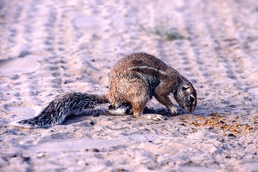 Ground Squirrel (Xerus inauris), Kutse Game Reserve, Kweneng, Botswana, Africa
