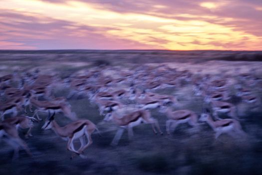 Springbok (Antidorcas marsupialis), Central Kalahari Game Reserve, Ghanzi, Botswana, Africa