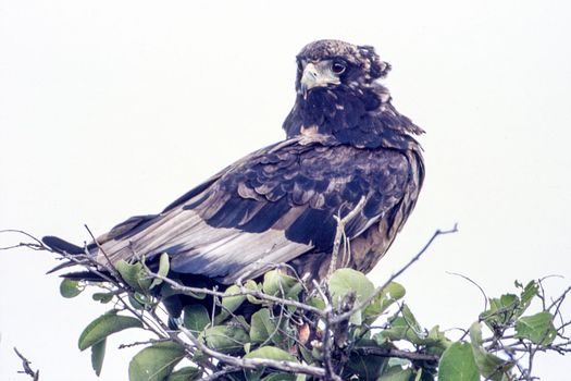 Bateleur (Terathopius acaudatus), Central Kalahari Game Reserve, Ghanzi, Botswana, Africa
