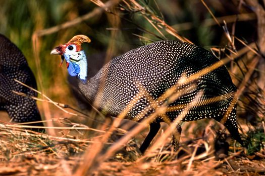 Helmeted Guineafowl, (Numida meleagris), Kruger National Park, Mpumalanga, South Africa, Africa