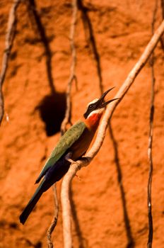 Whitefronted Bee-eater (Merops bullockoides), Selous Game Reserve, Morogoro, Tanzania, Africa