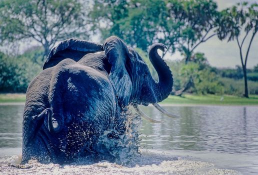 Elephant (Loxodonta africana), Selous Game Reserve, Morogoro, Tanzania, Africa