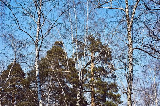 a slender, fast-growing tree that has thin bark often peeling and bears catkins