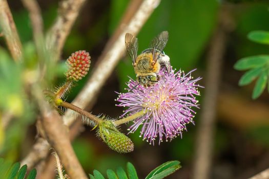 Image of blue banded bee on purple flowers. Insect. Animal.