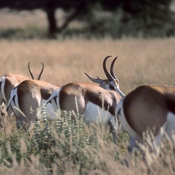 Springbok, (Antidorcas marsupialis), Africa, Namibia, Oshikoto, Etosha National Park