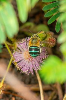 Image of blue banded bee on purple flowers. Insect. Animal.