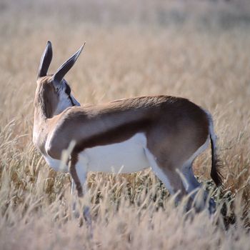 Springbok, (Antidorcas marsupialis), Africa, Namibia, Oshikoto, Etosha National Park