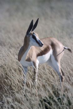 Springbok, (Antidorcas marsupialis), Africa, Namibia, Oshikoto, Etosha National Park