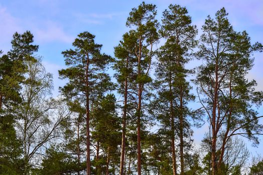 the season after winter and before summer, in which vegetation begins to appear. Young tall pines and spring trees against the blue sky.