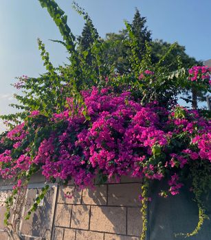 A bush of bougainvillea flowers growing behind a stone wall, Turkey, Kemer.