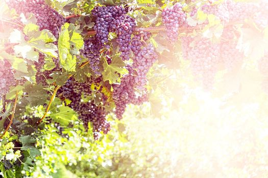 Bunches of red grapes on vine in warm light. Copy space