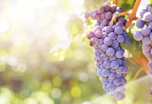 Bunches of red grapes on vine in warm light. Cope space