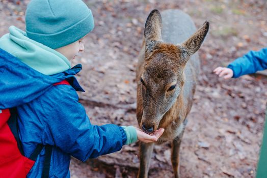 Cute child feeding a fawn. Cute little boy is feeding a baby fawn in the forest. Image with selective focus. The boy feeds the deer with leaves, the reserve, wild animals, the connection of animals with people. Pretty boy with graceful animal at park. Kids adaptation.