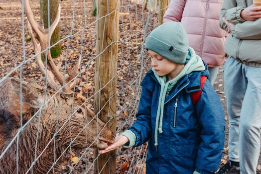 Cute child feeding a fawn. Cute little boy is feeding a baby fawn in the forest. Image with selective focus. The boy feeds the deer with leaves, the reserve, wild animals, the connection of animals with people. Pretty boy with graceful animal at park. Kids adaptation.