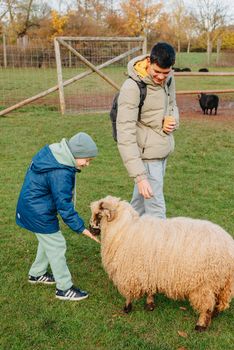 Little caucasian boy feeding ram in a farm. Ram eating grains of cereal from the hands of a child