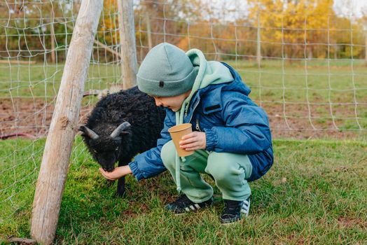 Little caucasian boy feeding ram in a farm. Ram eating grains of cereal from the hands of a child