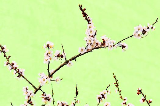 a part of a tree which grows out from the trunk or from a bough. Delicate branch of a flowering fruit tree on a light green background.