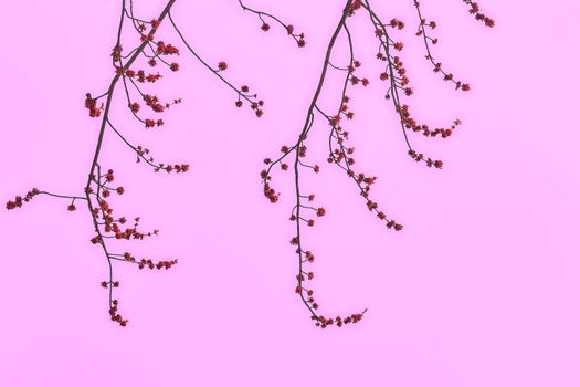 a part of a tree which grows out from the trunk or from a bough. Delicate branch of a flowering fruit tree on a pink background.