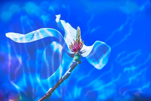 the seed bearing part of a plant, consisting of reproductive organs that are typically surrounded by a brightly colored corolla. Delicate white flower in the blue glow of the sea and moonlight.
