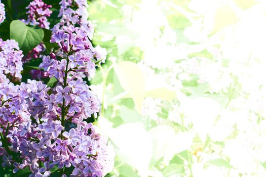 La Eurasian shrub or small tree of olive family, that has fragrant violet, pink, or white blossoms and is widely cultivated as an ornamental.