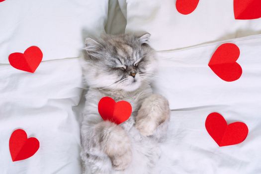 Cute grey persian cat lying on the white bed with red hearts. Cat love. High quality photo