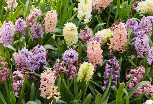 blooming flower bed spring colorful hyacinths, floral background, texture. High quality photo