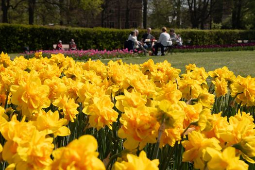 blooming flowerbed of spring yellow daffodils in the park where people rest, floral background. High quality photo