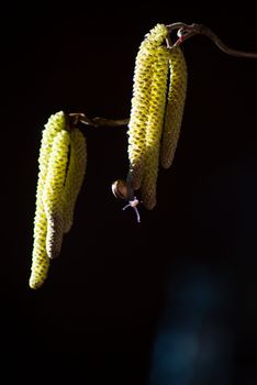 small snail on hazelnut catkins on a blue background insect closeup. High quality photo