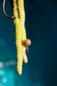 small snail on hazelnut catkins on a blue background insect closeup. High quality photo