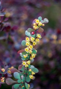 flowering branch of barberry with small yellow flowers and dark green leaves. High quality photo