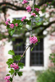a branch of an inflorescence of pink hawthorn on a blurred background in the window of a house in a brick wall. High quality photo