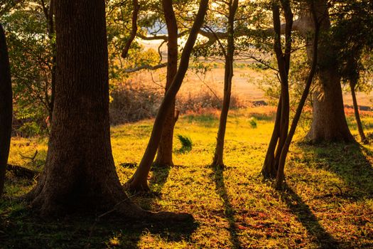 Beautiful golden light shines on grassy clearing in woods at sunset. High quality photo