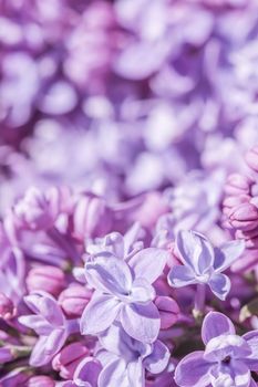 Abstract floral background, blooming branch, purple terry Lilac flower petals. Macro flowers backdrop for holiday brand design. Soft focus