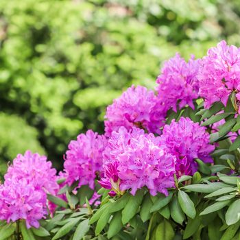 Blooming pink rhododendron flowers in spring on blurred background. Gardening concept. Flower backdrop