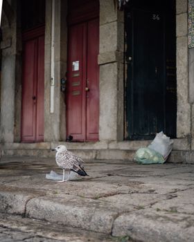 Seagull looking for food in old historic street of oporto , Portugal.